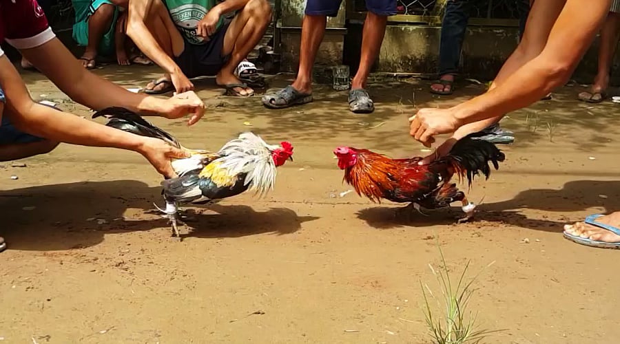 Mẹo chơi đá gà Thái hiệu quả